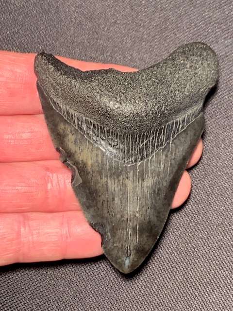 Fossil shark tooth Carcharodon Megalodon Great white shark.  9.44 cm