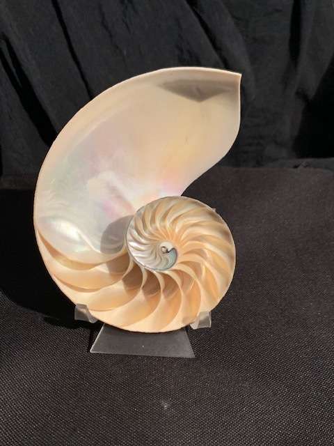 Pearl Nautilus Half Seashell