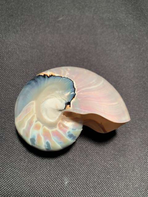 Pearl Nautilus Polished Seashell