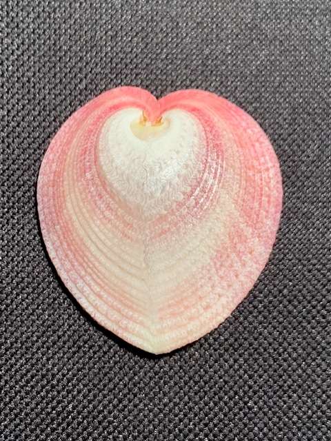 Heart Cockle Sea shell Marine Ocean Beach Collector Conch