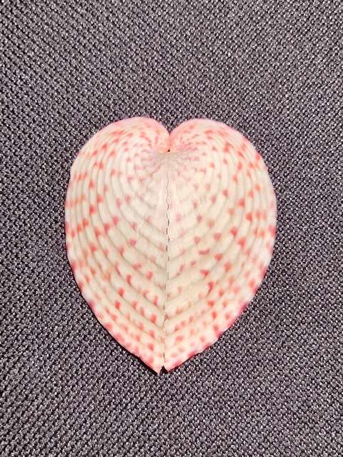 Heart Cockle Sea shell Marine Ocean Beach Collector Conch