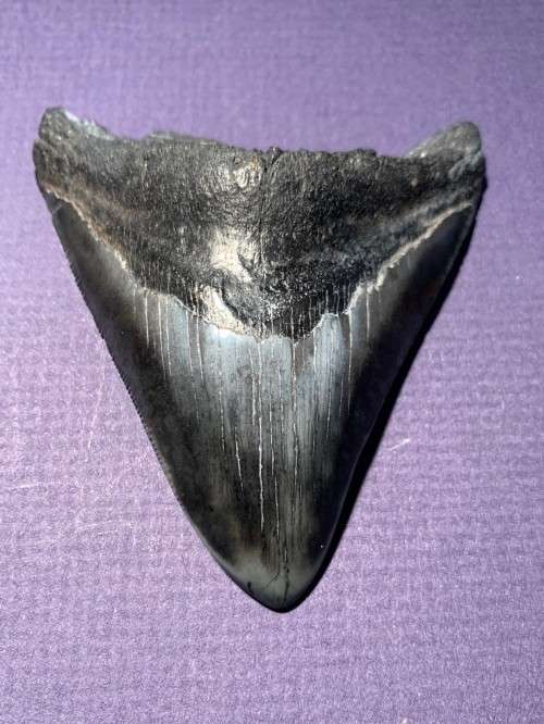 Fossil shark tooth Carcharodon Megalodon Great white shark.  87 mm