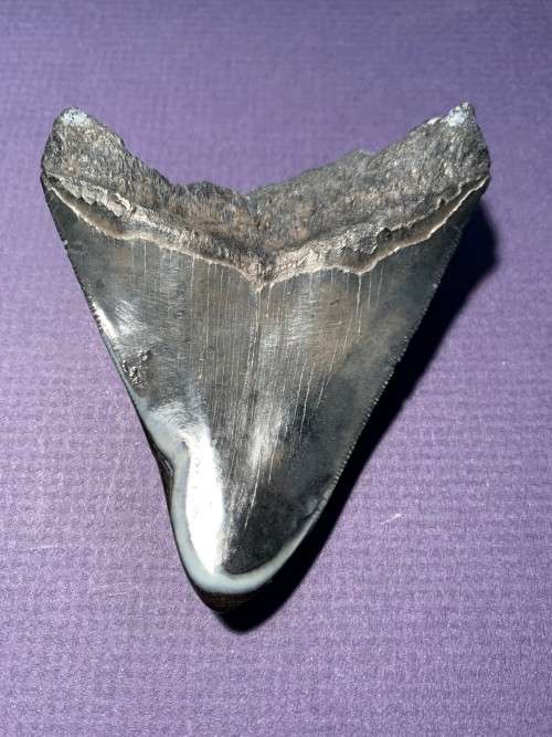 Fossil shark tooth Carcharodon Megalodon Great white shark.  87 mm