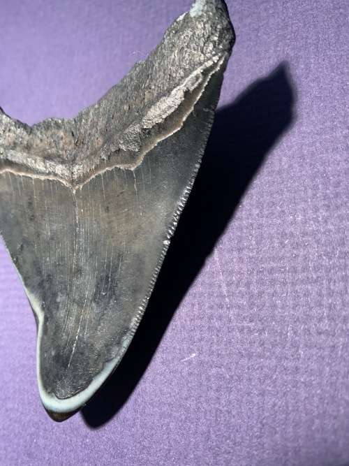 Fossil shark tooth Carcharodon Megalodon Great white shark.  87 mm