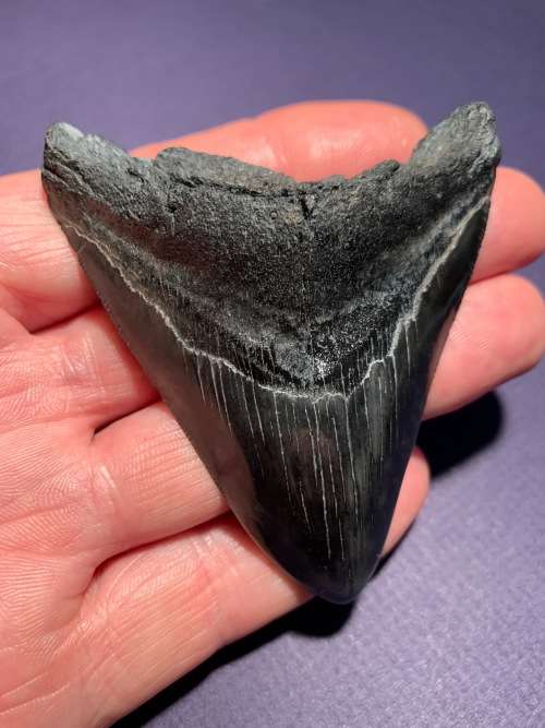 Fossil shark tooth Carcharodon Megalodon Great white shark.  87 mm