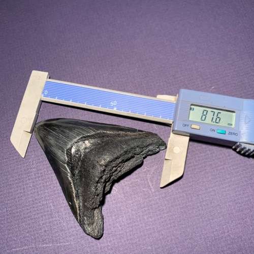 Fossil shark tooth Carcharodon Megalodon Great white shark.  87 mm