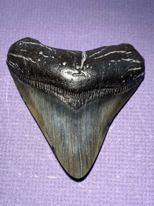 Fossil shark tooth Carcharodon Megalodon Great white shark  86 mm
