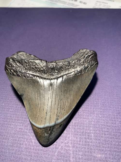 Fossil shark tooth Carcharodon Megalodon Great white shark  86 mm