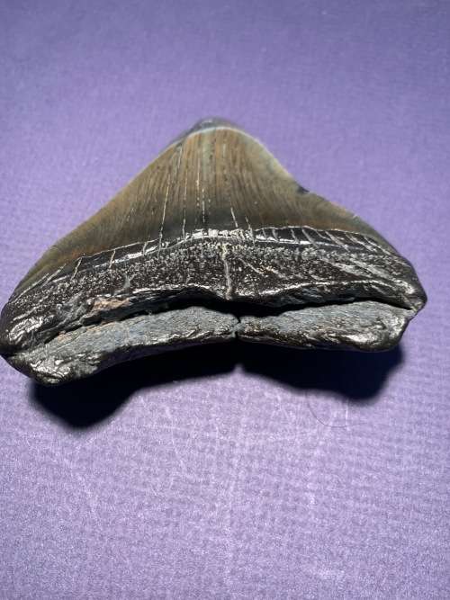 Fossil shark tooth Carcharodon Megalodon Great white shark  86 mm