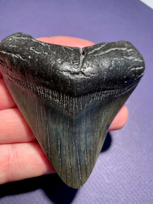 Fossil shark tooth Carcharodon Megalodon Great white shark  86 mm