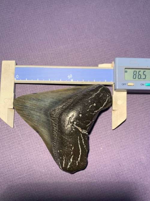 Fossil shark tooth Carcharodon Megalodon Great white shark  86 mm