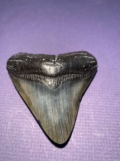 Fossil shark tooth Carcharodon Megalodon Great white shark  86 mm