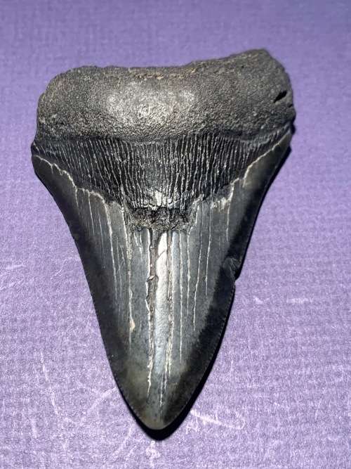 Fossil shark tooth Carcharodon Megalodon Great white shark.  96 mm