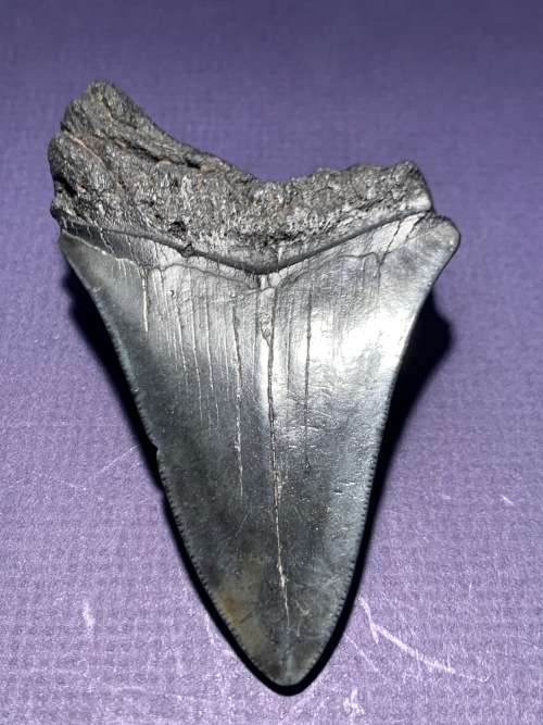 Fossil shark tooth Carcharodon Megalodon Great white shark.  96 mm