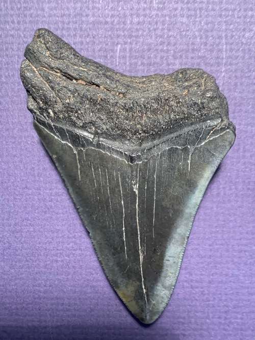 Fossil shark tooth Carcharodon Megalodon Great white shark.  96 mm