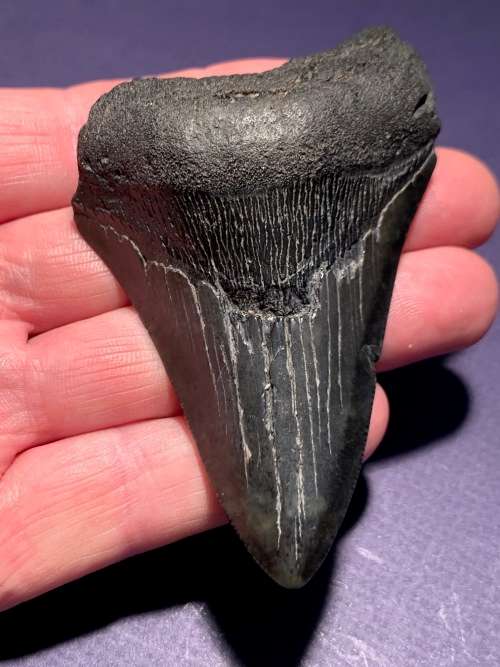 Fossil shark tooth Carcharodon Megalodon Great white shark.  96 mm
