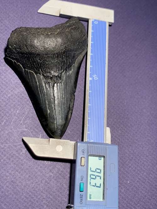 Fossil shark tooth Carcharodon Megalodon Great white shark.  96 mm