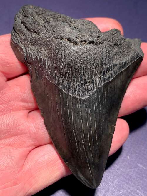 Fossil shark tooth Carcharodon Megalodon Great white shark.  107 mm