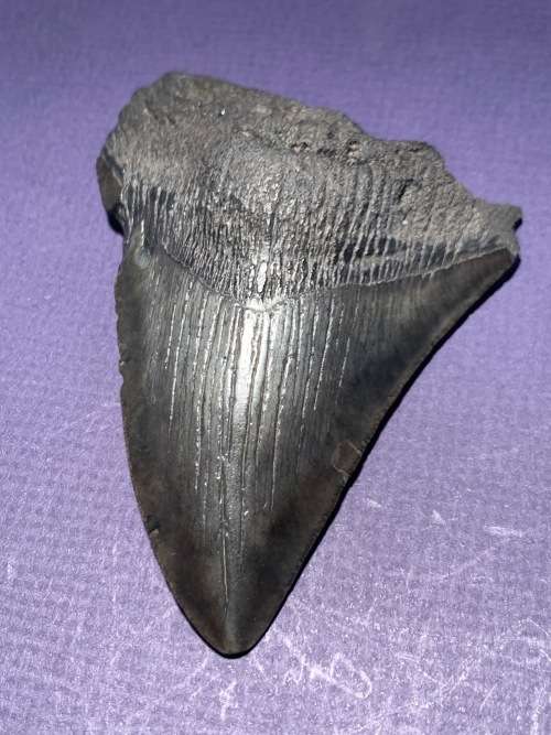 Fossil shark tooth Carcharodon Megalodon Great white shark.  107 mm