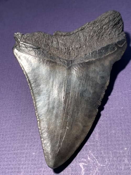 Fossil shark tooth Carcharodon Megalodon Great white shark.  107 mm