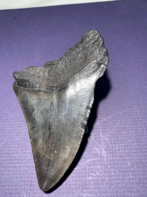 Fossil shark tooth Carcharodon Megalodon Great white shark.  107 mm