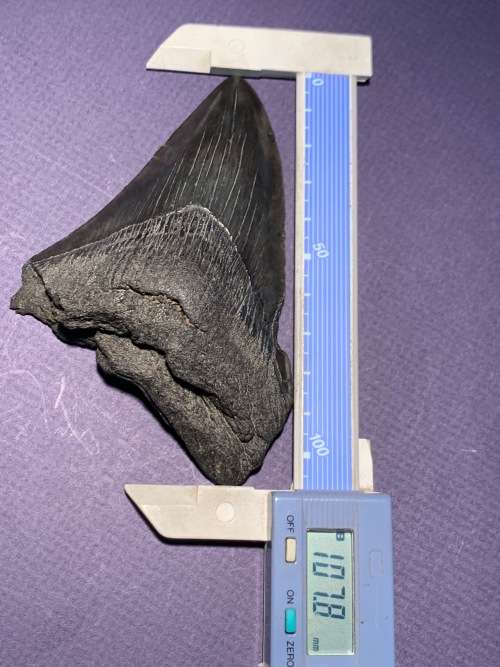 Fossil shark tooth Carcharodon Megalodon Great white shark.  107 mm