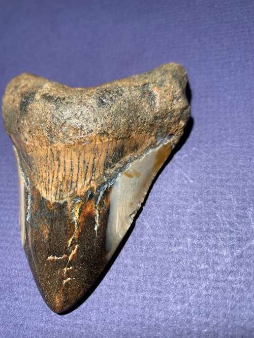 Fossil shark tooth Carcharodon Megalodon Great white shark  93 mm