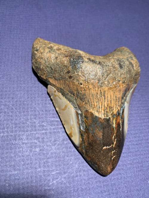Fossil shark tooth Carcharodon Megalodon Great white shark  93 mm