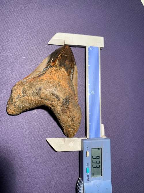 Fossil shark tooth Carcharodon Megalodon Great white shark  93 mm