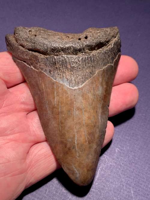 Fossil shark tooth Carcharodon Megalodon Great white 106 mm