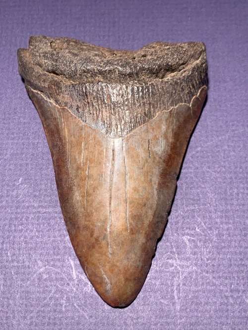 Fossil shark tooth Carcharodon Megalodon Great white 106 mm
