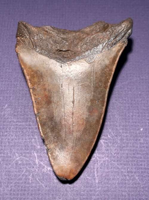 Fossil shark tooth Carcharodon Megalodon Great white 106 mm