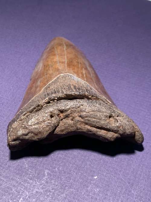 Fossil shark tooth Carcharodon Megalodon Great white 106 mm
