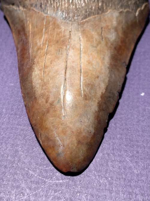 Fossil shark tooth Carcharodon Megalodon Great white 106 mm