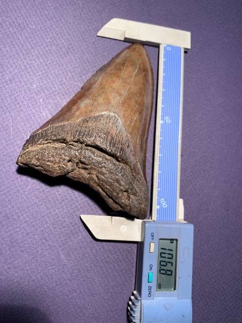 Fossil shark tooth Carcharodon Megalodon Great white 106 mm
