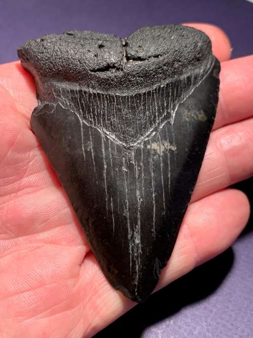 Fossil shark tooth Carcharodon Megalodon Great white shark  8.5 cm