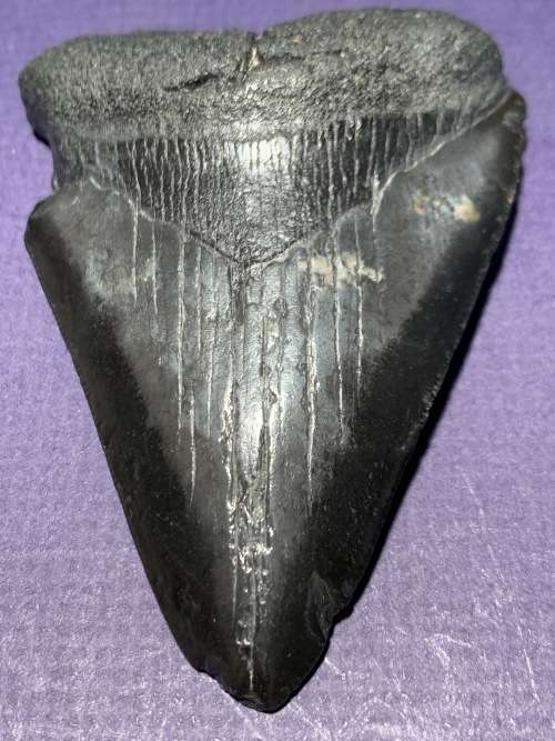 Fossil shark tooth Carcharodon Megalodon Great white shark  8.5 cm