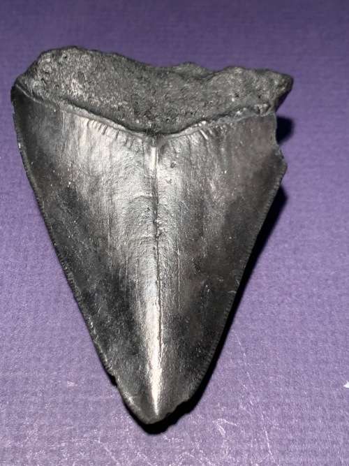 Fossil shark tooth Carcharodon Megalodon Great white shark  8.5 cm
