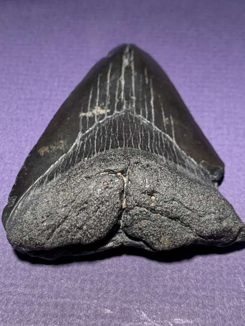 Fossil shark tooth Carcharodon Megalodon Great white shark  8.5 cm