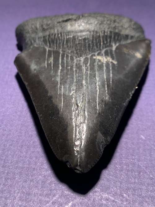 Fossil shark tooth Carcharodon Megalodon Great white shark  8.5 cm