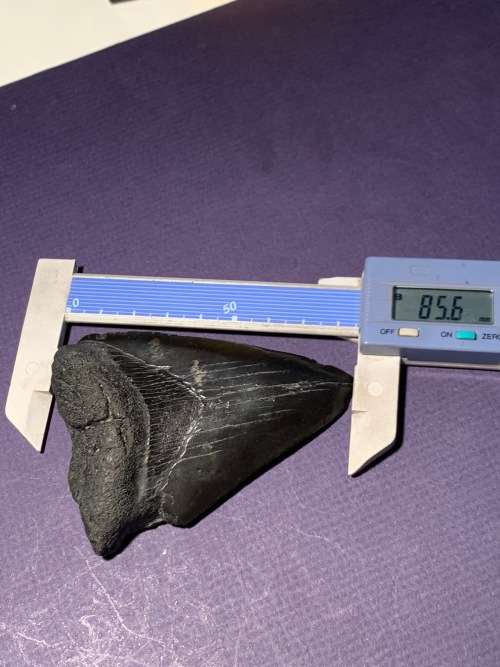 Fossil shark tooth Carcharodon Megalodon Great white shark  8.5 cm