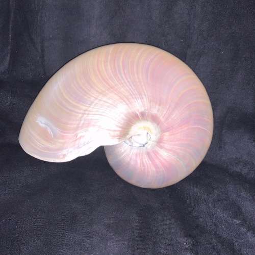 Nautilus Shell Pearlized white Chambered Nautilus Seashell Pearl 9 23 cm