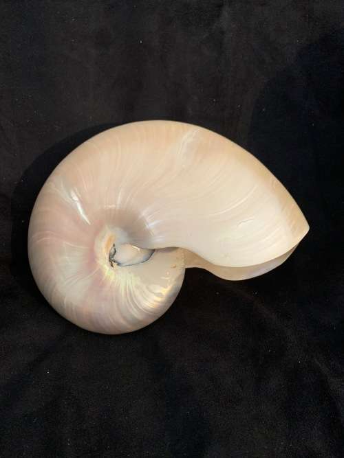 Nautilus Shell Pearlized white Chambered Nautilus Seashell Pearl 9 23 cm