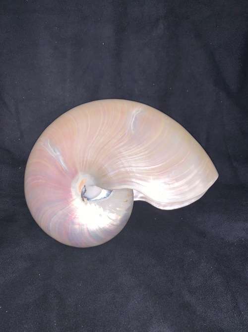Nautilus Shell Pearlized white Chambered Nautilus Seashell Pearl 9 23 cm