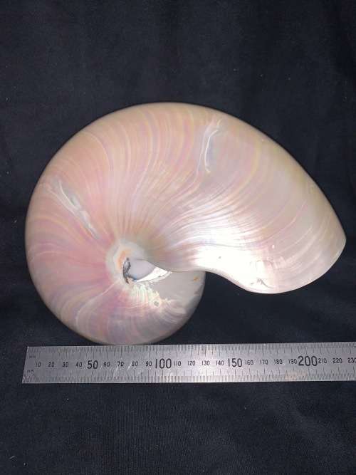 Nautilus Shell Pearlized white Chambered Nautilus Seashell Pearl 9 23 cm