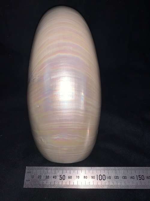 Nautilus Shell Pearlized white Chambered Nautilus Seashell Pearl 9 23 cm