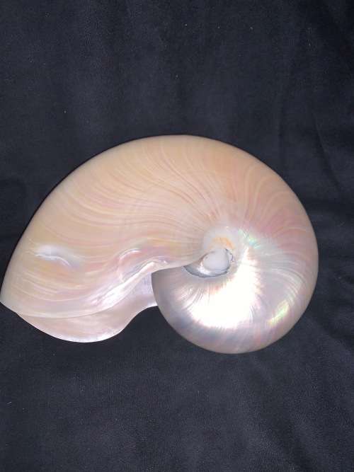 Nautilus Shell Pearlized white Chambered Nautilus Seashell Pearl 9 23 cm