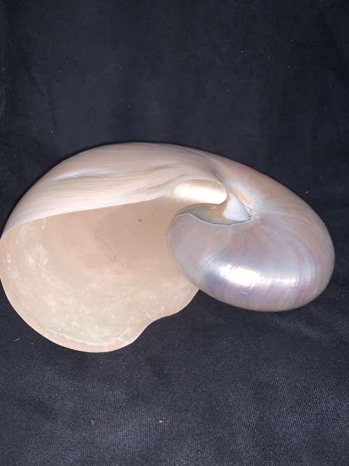 Nautilus Shell Pearlized white Chambered Nautilus Seashell Pearl 9 23 cm