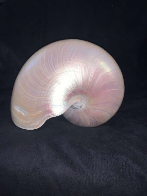 Nautilus Shell Pearlized white Chambered Nautilus Seashell Pearl 9 23 cm
