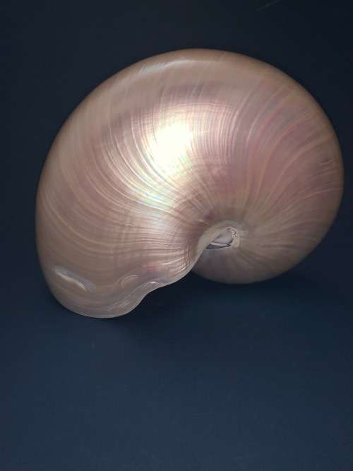 Nautilus Shell Pearlized white Chambered Nautilus Seashell Pearl 9 23 cm